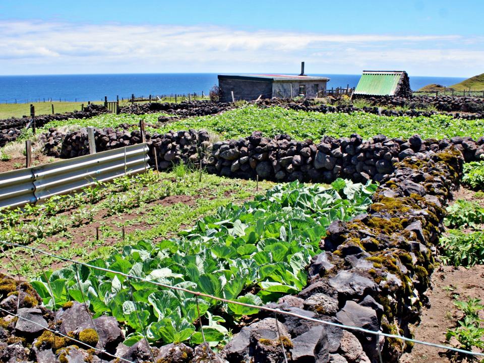 Vegetable patches, Tristan da Cunha.