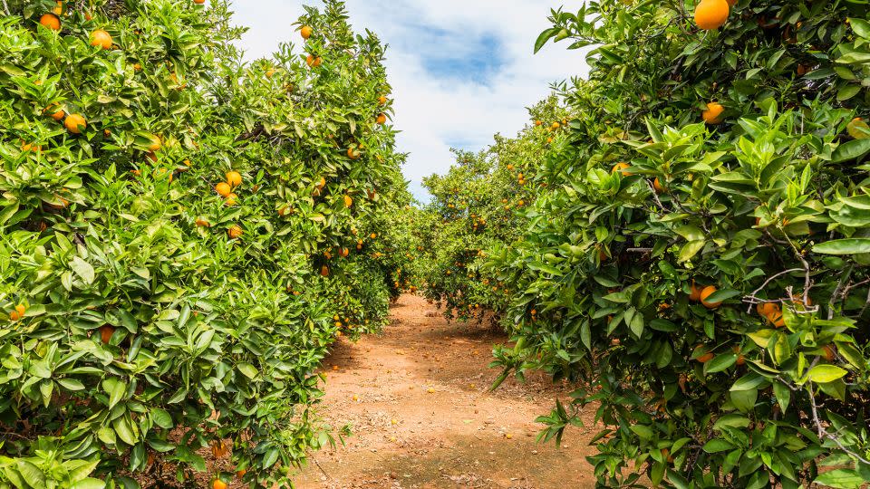 Valencia is surrounded by orchards and vegetable plots. - Allard Schager/Moment RF/Getty Images