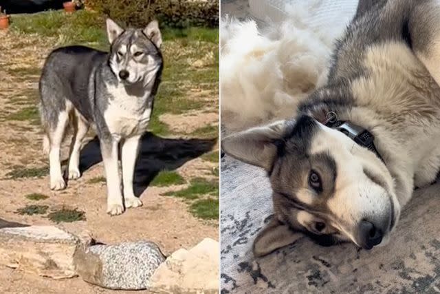 <p>@justflintisfine/TikTok</p> Balto shortly after he arrived in Flint's yard (left) and the husky mix after he was taken in by Flint and his partner (right)