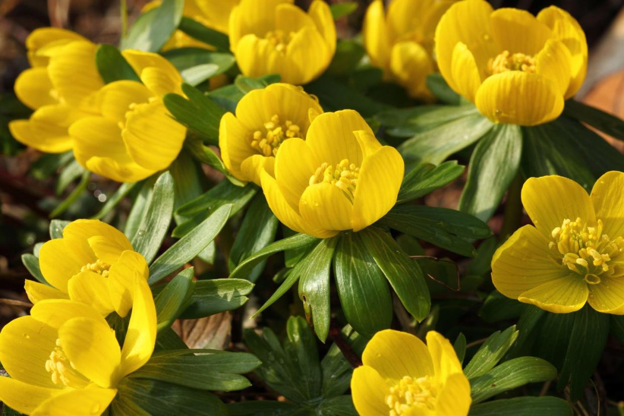 winter flowers winter aconite