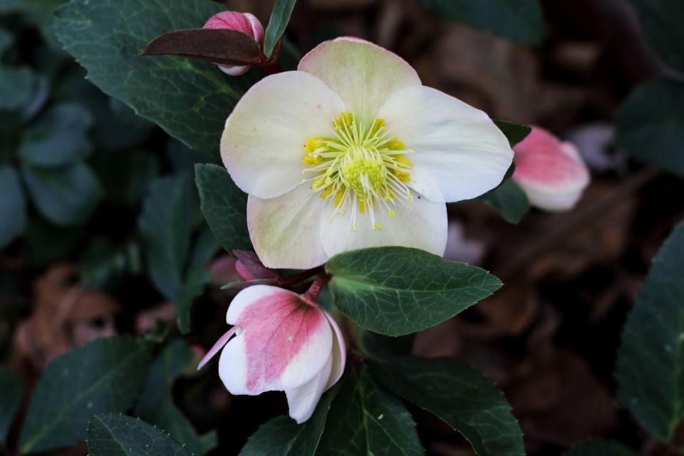 best white flowers hellebore