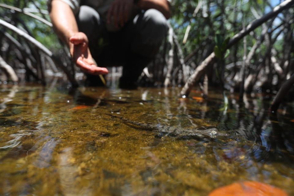 The American crocodile program at Turkey Point Nuclear Generating Site in Homestead has helped the reptile rebound. Photographed on Tuesday, July, 17, 2019. The baby crocodiles are caught, sexed, chipped, measured, weighed and released. The plant's cooling canals are perfect habitat for the vulnerable species which nest on the man made berms.