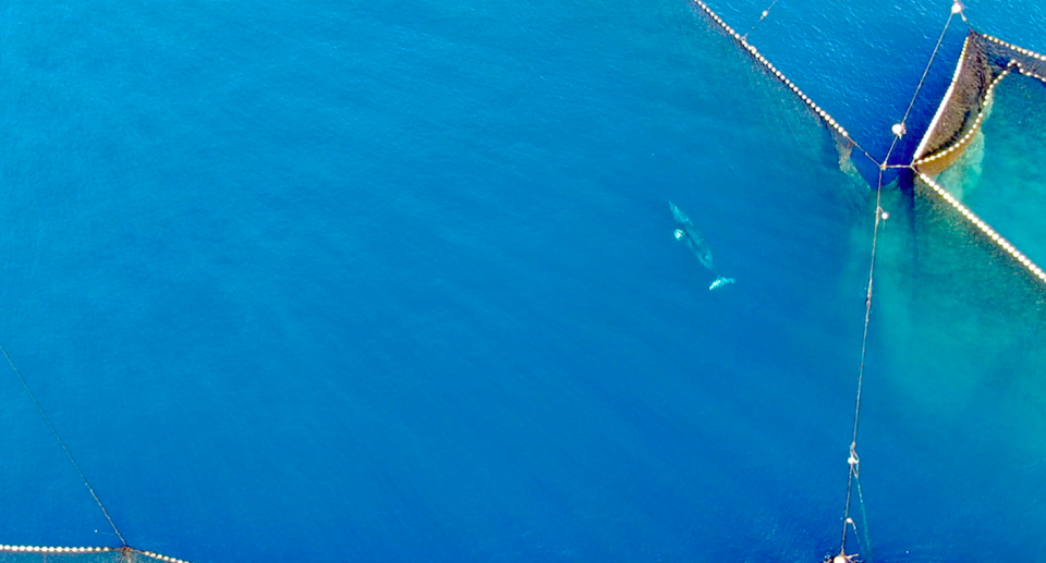 Drone footage shows the minke whale surrounded by nets in Taiji, Japan. Source: LIA / Dolphin Project