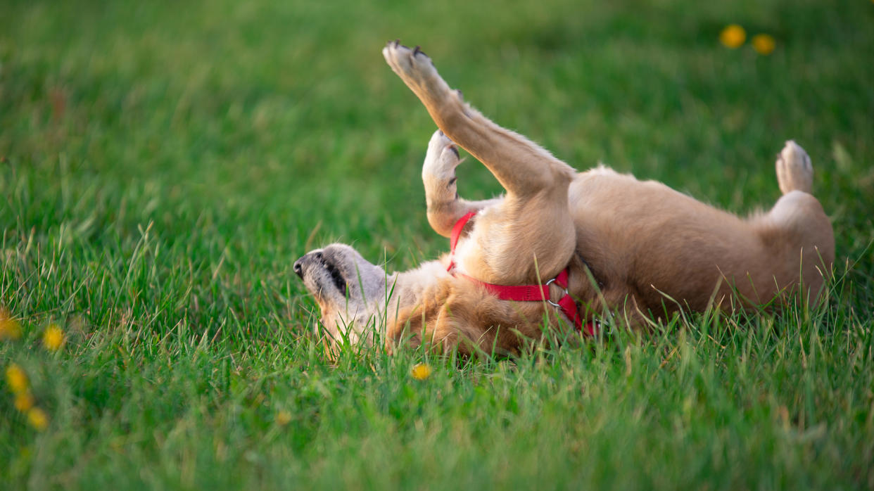  Dog laying on it's back in the middle of a grassy park. 