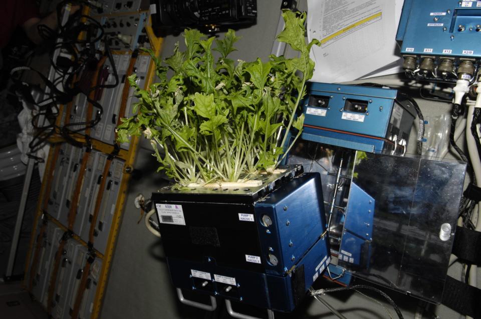 Salat, der an Bord der Internationalen Raumstation wächst, ist ein frischer Leckerbissen für Astronauten, die normalerweise abgepackte Lebensmittel essen. - Copyright: NASA