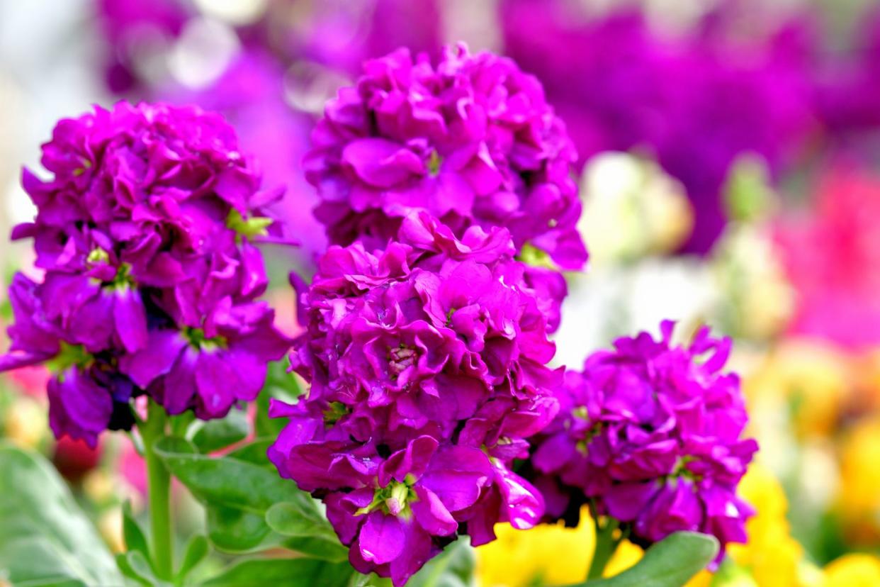 matthiola incana stock flower