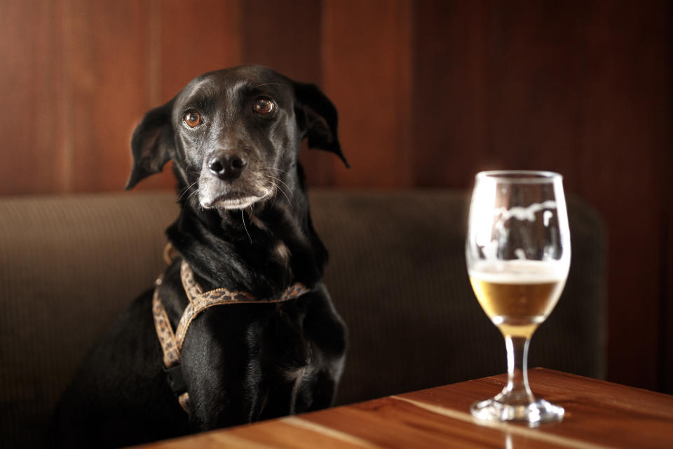 He Kellner, noch zwei Bier für mich und meinen Hund. (Symbolbild: Getty Images)