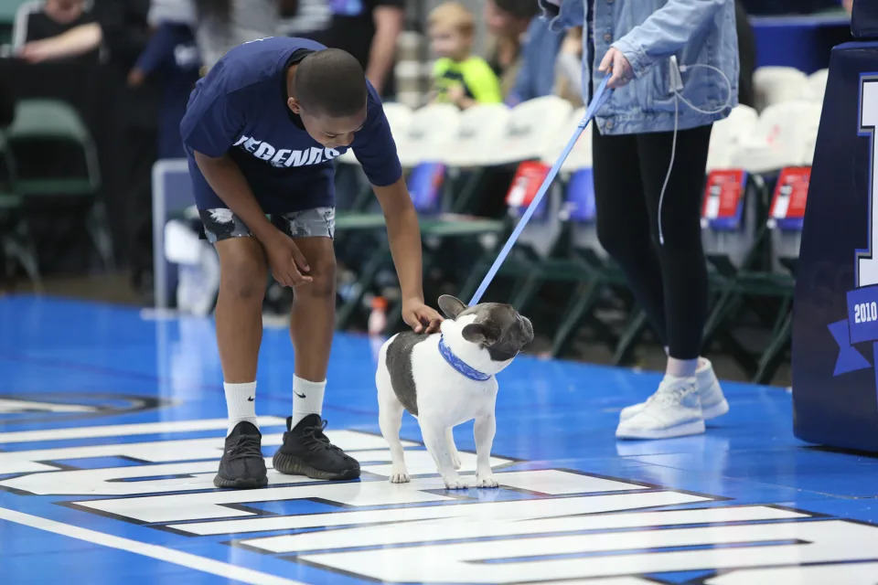 Two players face NBA tensions, thanks to their dogs