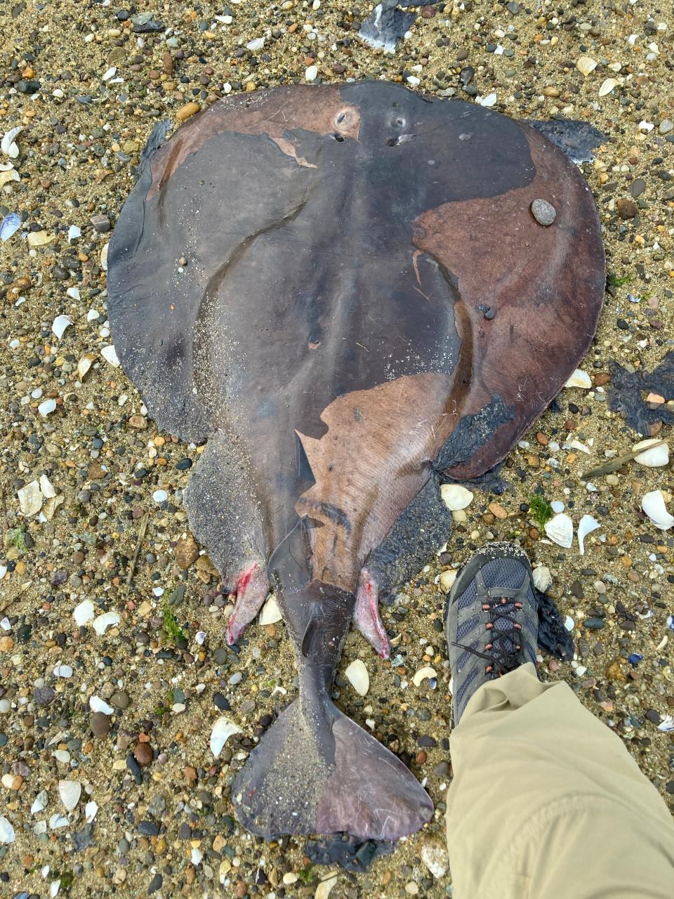 A torpedo ray and my foot, seen near the Provincetown breakwater.