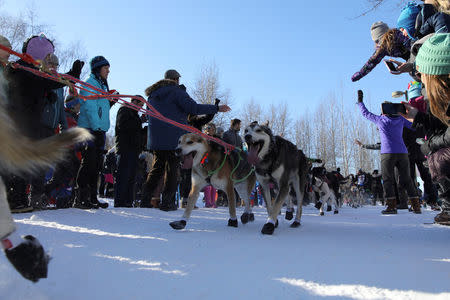 Musher Kristy Berington passes through the raucous "trailgate" party along the ceremonial start trail in the Iditarod, a nearly 1,000-mile (1,610-km) sled dog race across the Alaskan wilderness, in Anchorage, Alaska, U.S. March 4, 2017. REUTERS/Nathaniel Wilder