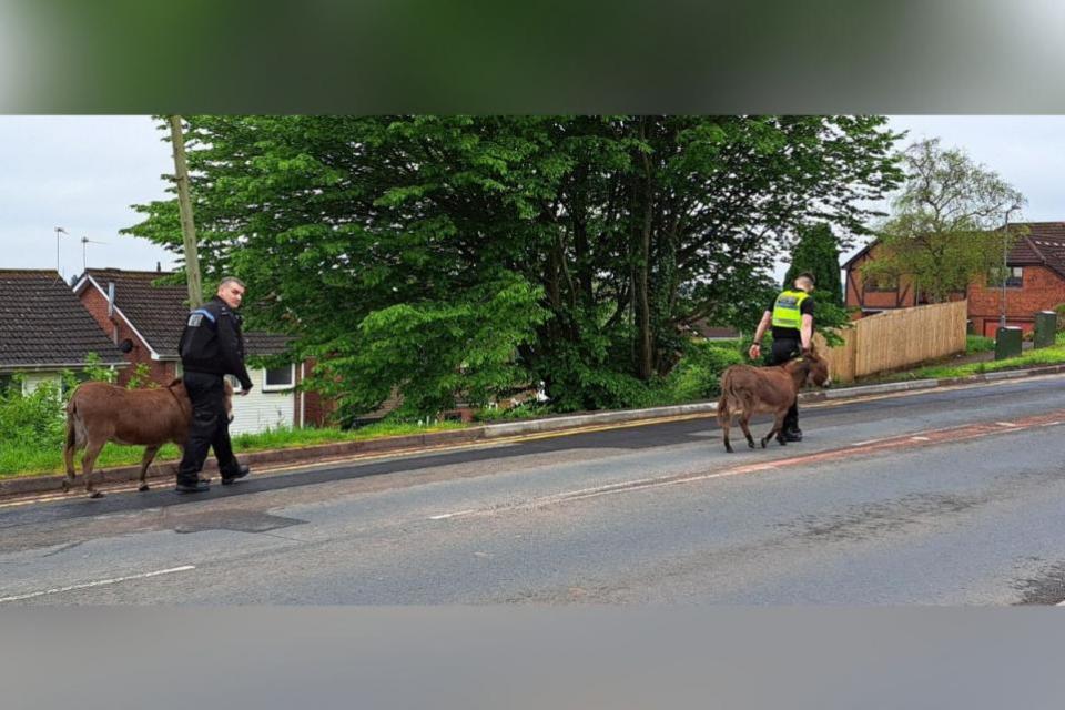 South Wales Argus: Donkey being escorted home by officers