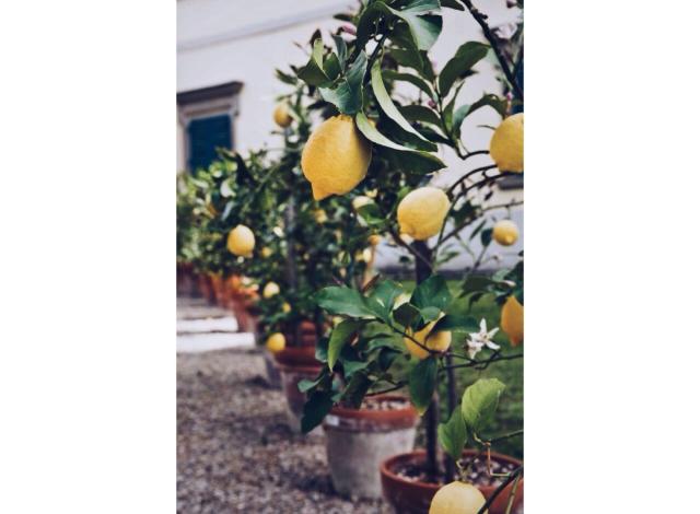 How To Grow Fruit Trees In Containers