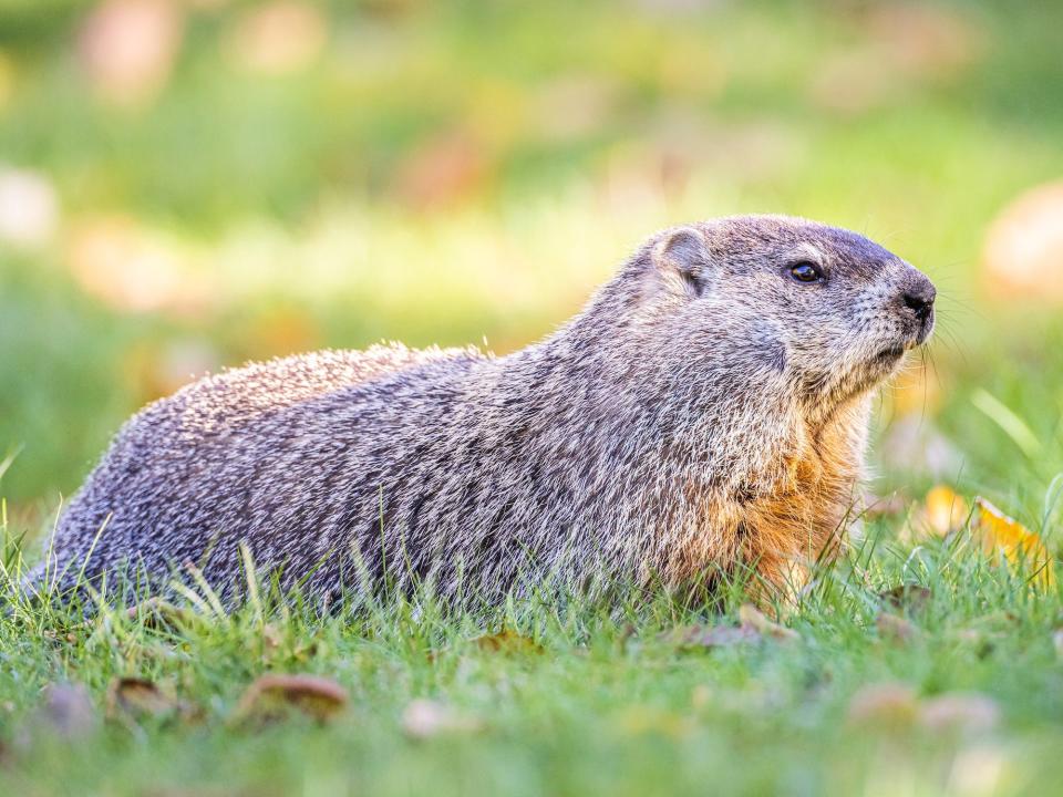 A groundhog sits in the grass in West Virginia