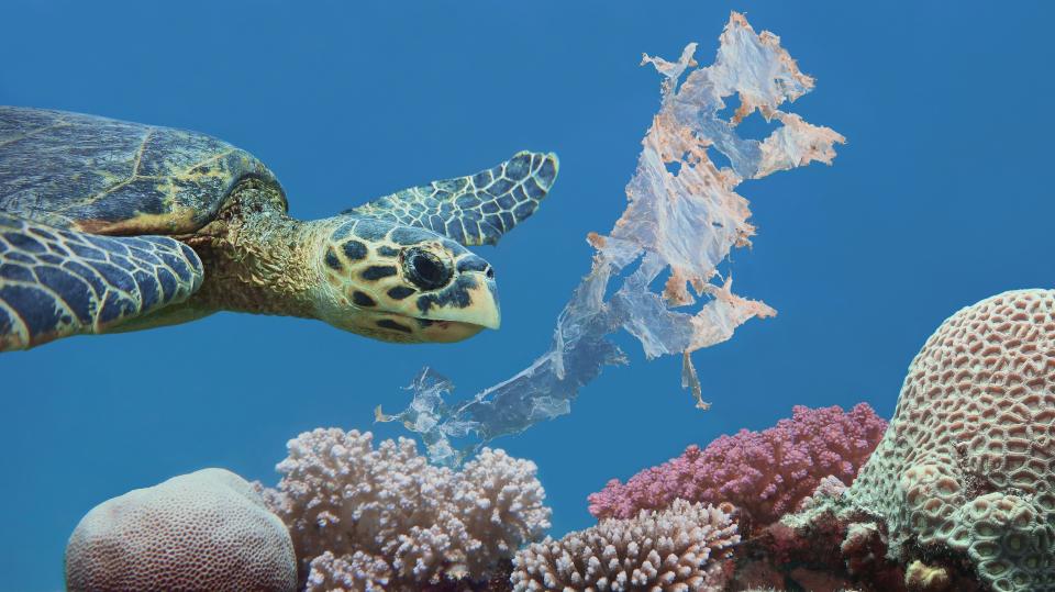 Green turtles face many major threats, and the biggest threat comes from marine debris.