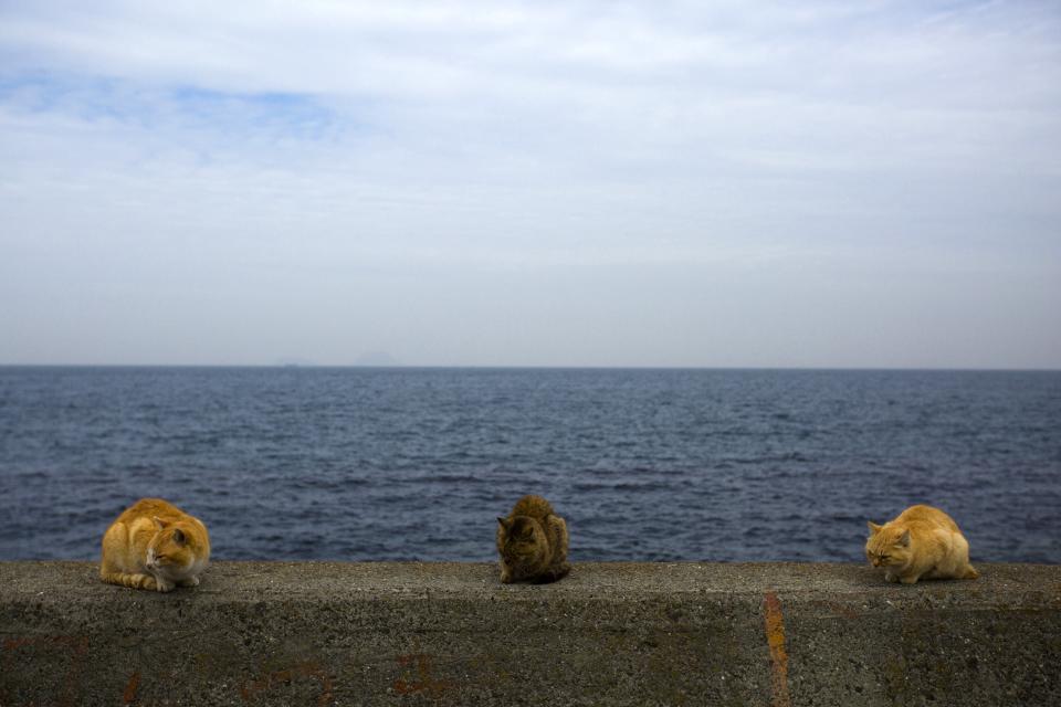 Cats sit on a wall overlooking the sea on Aoshima Island. (REUTERS/Thomas Peter)