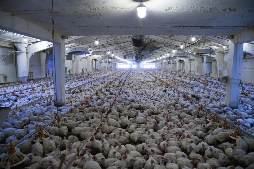 In factory farms, which provide more than 90% of meat eaten in the U.S., animals are packed tightly together.  (Photo: ligora via Getty Images)