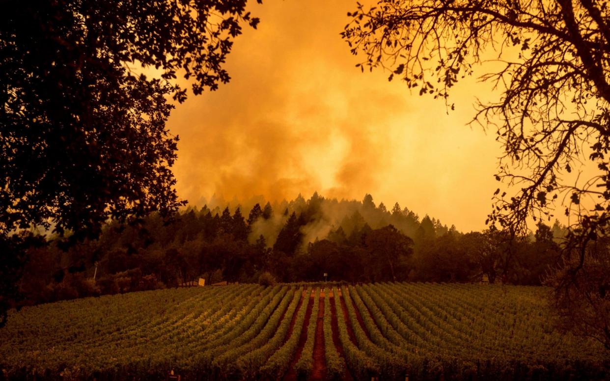 Wildfires burn over vineyards in California - Noah Berger /AP