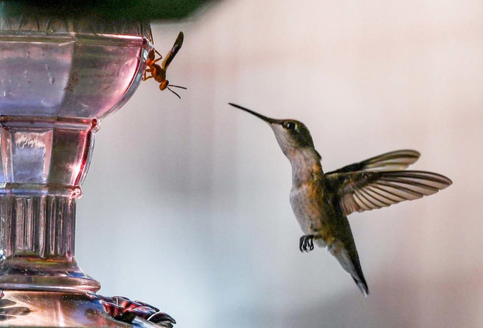 A ruby-throated hummingbird keeps it's distance from a red paper wasp (Polistes rubiginosis) sitting on a feeder in Anderson, South Carolina on August 18, 2023.