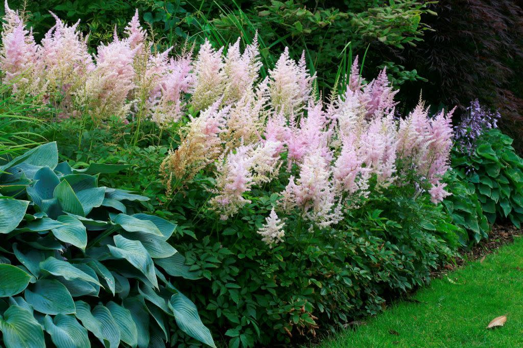 best plants for shade astilbe