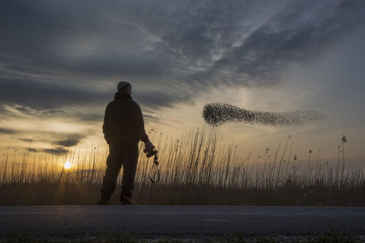 man watching a flock of migrating starlings