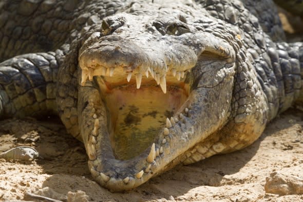 Kenya, Tsavo national park, Nile crocodile (Crocodylus niloticus), yawning