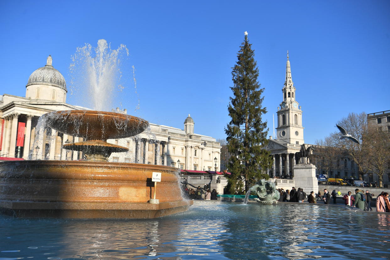 The Christmas tree in Trafalgar Square, which is given every year by the city of Oslo as a token of Norwegian gratitude to the people of London for their assistance during the Second World War, and whose lights will be turned on Thursday evening. However some people are concerned that it's looking a little thinner than usual.