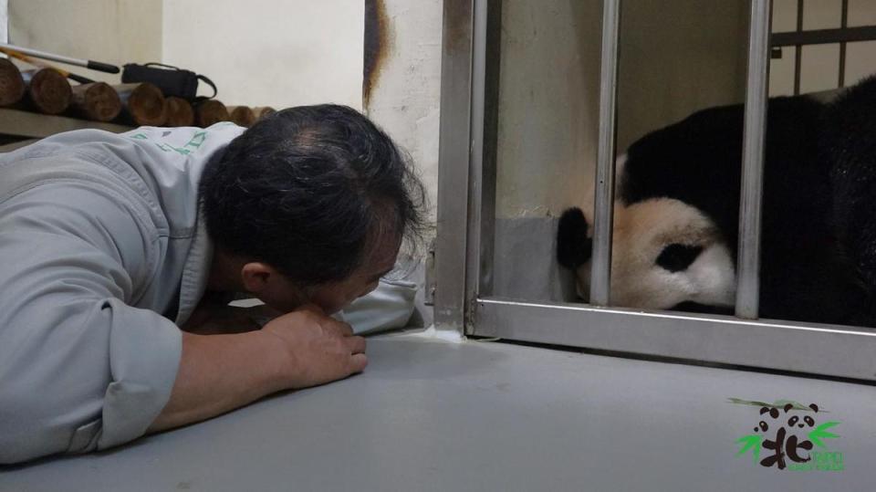 為了觀察「圓圓」的狀況，保育員必須趴在地上。（台北市立動物園提供）