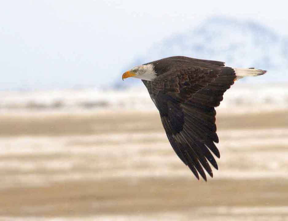 Ottawa National Wildlife Refuge Bald Eagle