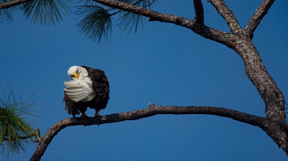 One of the bald eagles from the Southwest Florida Eagle Cam at Dick Pritchett Realty in North Fort Myers, Florida preens from the nest tree on Monday, Nov. 27, 2023.
