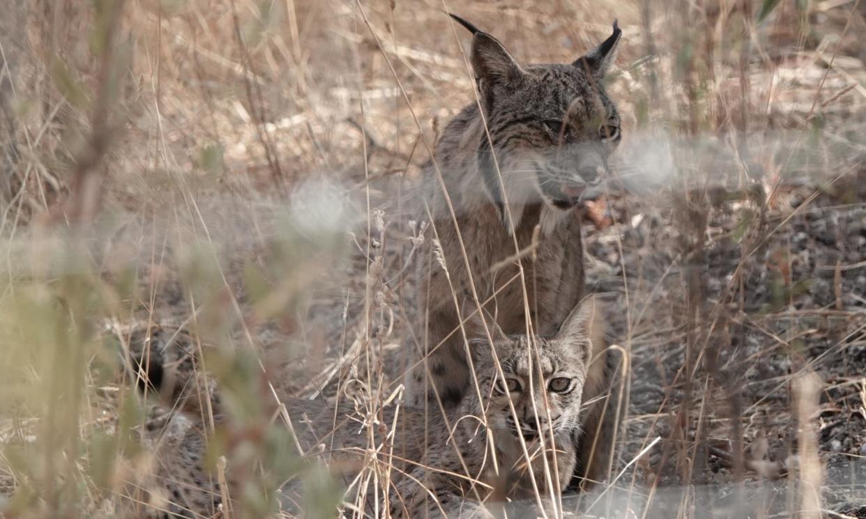 <span>An Iberian lynx mother with one of the three cubs from this year’s litter.</span><span>Photograph: Mark Cocker</span>