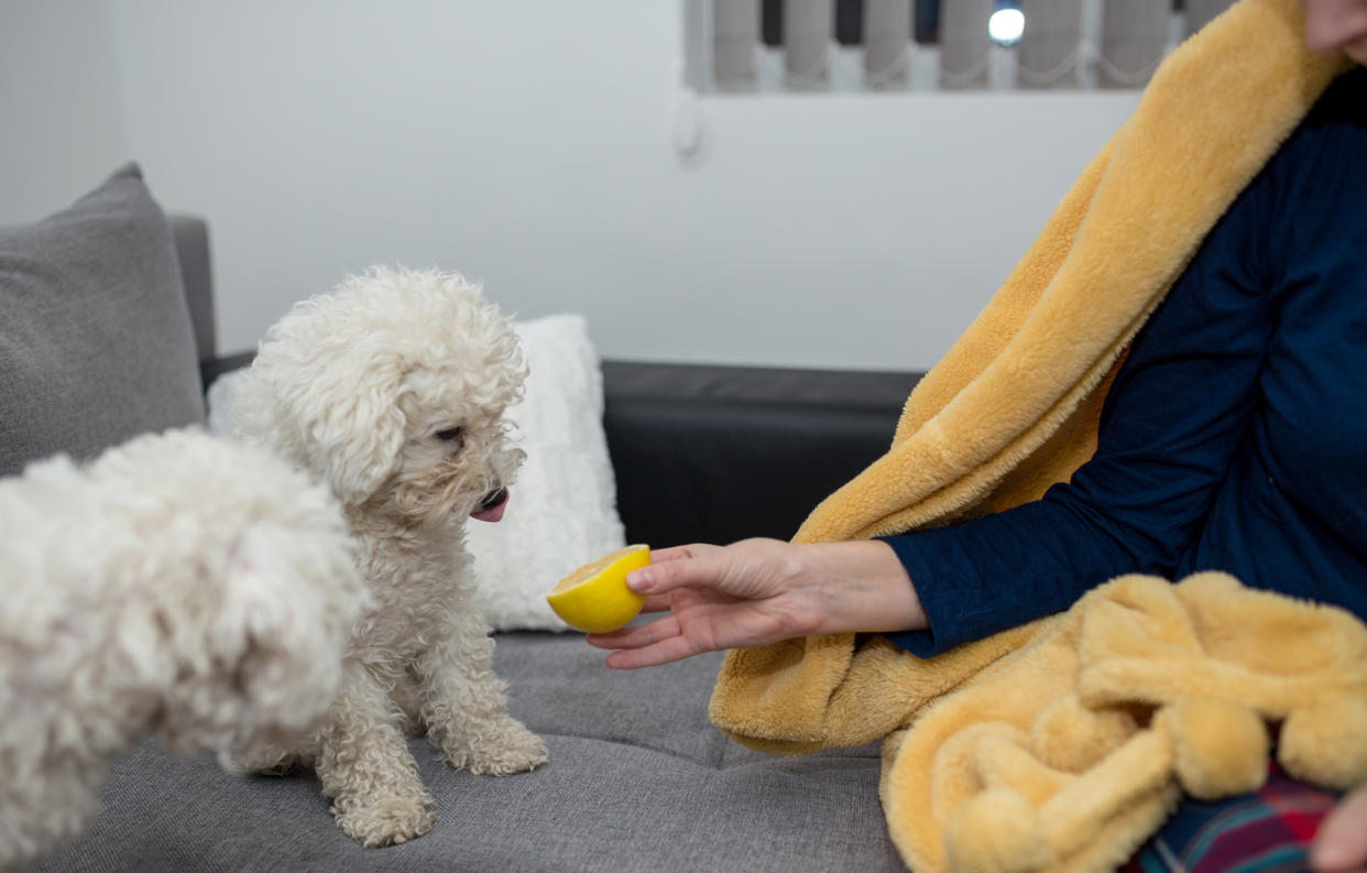 Hund will Zitrone nicht essen, die ihm sein Frauchen vorsetzt