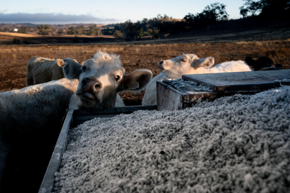 A hungry cow eyes up a feed of cotton seed in Coonabarabran, Central Western region of New South Wales, Australia.