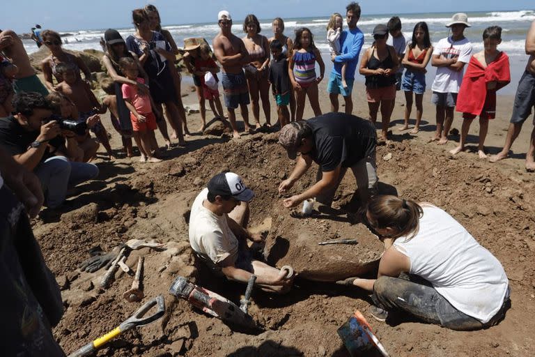 Los científicos especializados en paleontología y biología retiran los restos fósiles antes de que suba la marea