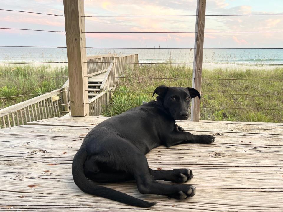 A dog sits on a patio in front of the ocean at sunset.