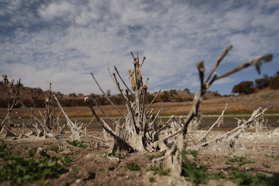 Remains of trees at the dry Runge reservoir at Tiltil in Santiago (Reuters)