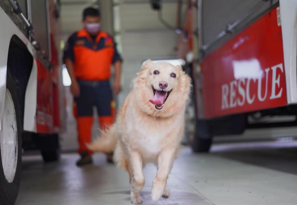 今(112)年新北市消防局搜救犬人氣王－雪(Snow)即將光榮退役開放領養。   圖：新北市消防局提供