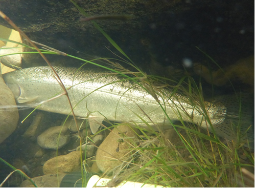 A steelhead trout was spotted in a local creek during a fish survey in 2017.