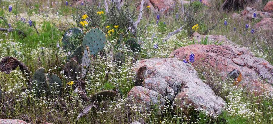 Inks Lake State Park. (Texas Parks and Wildlife Department photo)