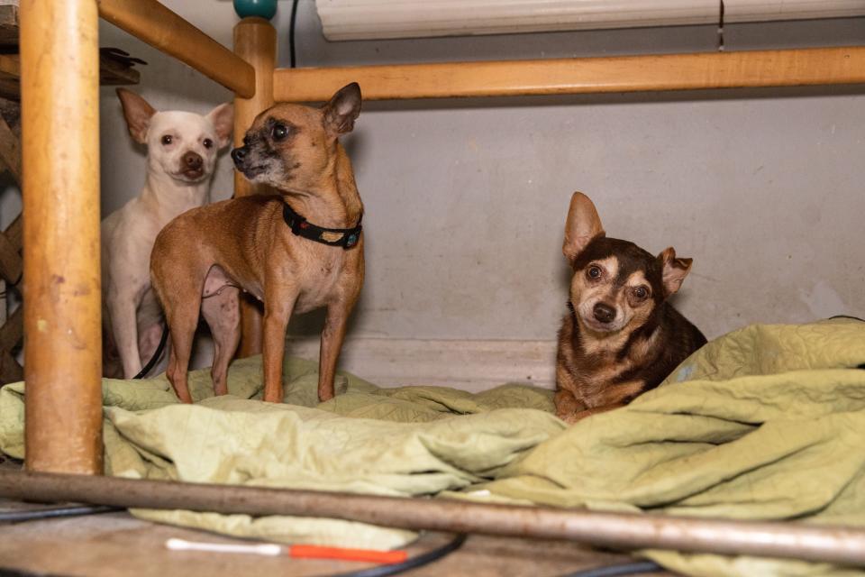 More than 50 dogs and cats “living in filthy conditions” were rescued Wednesday from a property on State Road 121 in Lake Butler, the Union County Sheriff’s Office said. UCSO and the Union County Animal Control requested the ASPCA’s assistance with rescuing the animals, which included newborn kittens.