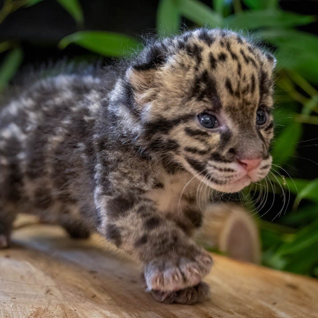 OKC Zoo's clouded leopard Rukai gave birth to a male kitten July 18 after a 90-day gestation period at the Zoo’s Cat Forest habitat.
