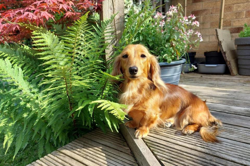 Your dog can visit gardens in the National Garden Scheme