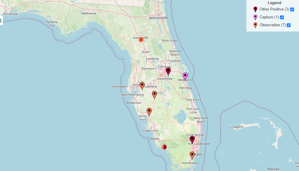 Green anacondas have had relatively few sightings in Florida, with a majority of them found around Central and north Central Florida.