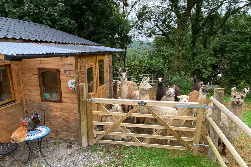 Cabin next to llama field with llamas inside