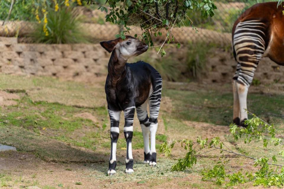 The okapi calf stops for a snack. He is already nearly triple his birth size, the zoo says.