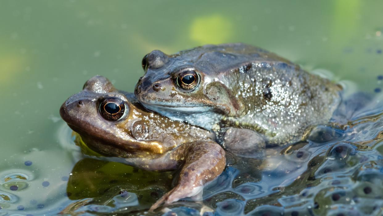  Two european common frogs mating in a pond . 
