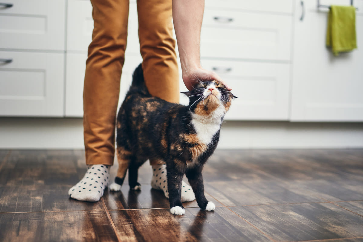 A cat giving their owner a "tail hug"<p>Jaromir Chalabala via Shutterstock</p>