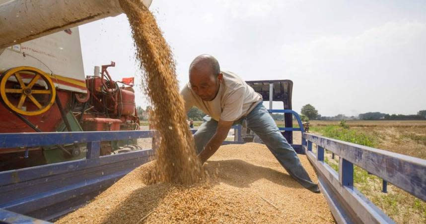 全球糧食價格持續下降，去年12月全球糧價月減1.5％，全年糧價大減將近14％，有助進一步緩和全球糧食通膨憂慮。（示意圖／中新社）