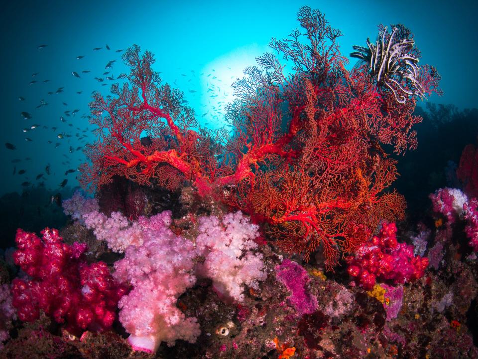 A gorgonian giant sea fan and soft corals on a rock in a coral reefs with school of fishes, Mergui Archipelago, Myeik, Myanmar.gorgonian giant sea fan and soft corals in Mergui Archipelago, Myeik, Myanmar