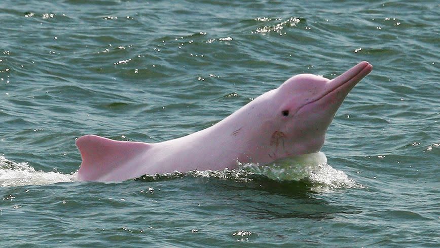 Just ten years ago it was common to spot these beauties in the wild on a regular basis. Now they are few and far between. Photo: Hong Kong Dolphin Watch