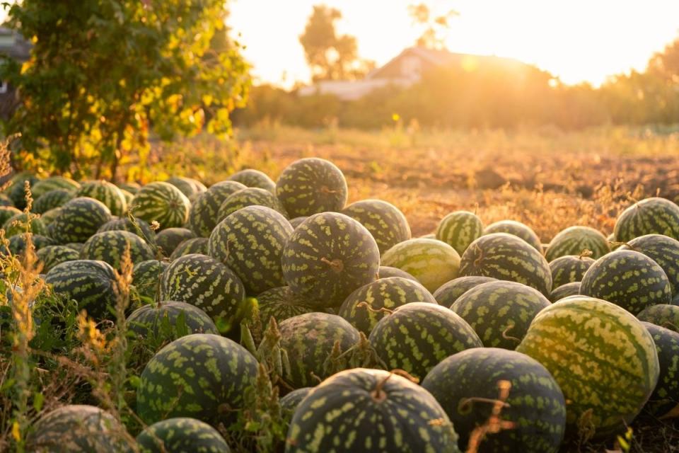 Watermelon farm at sunset